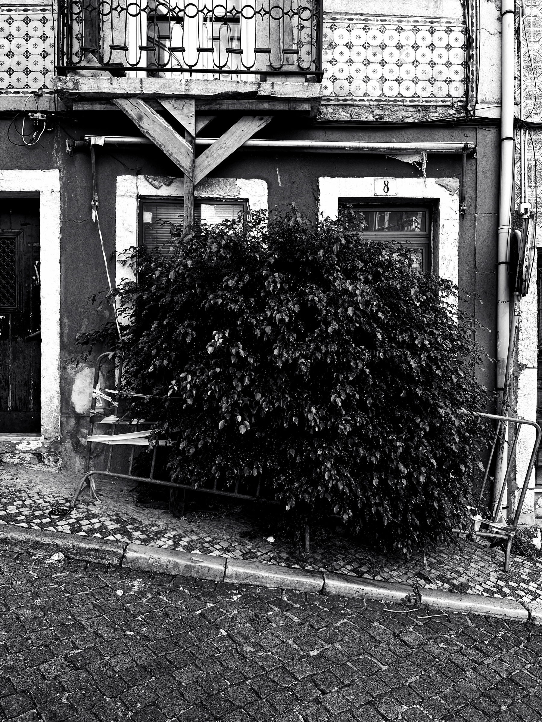 Black and white photo, a small tree in front of a derelict building. 