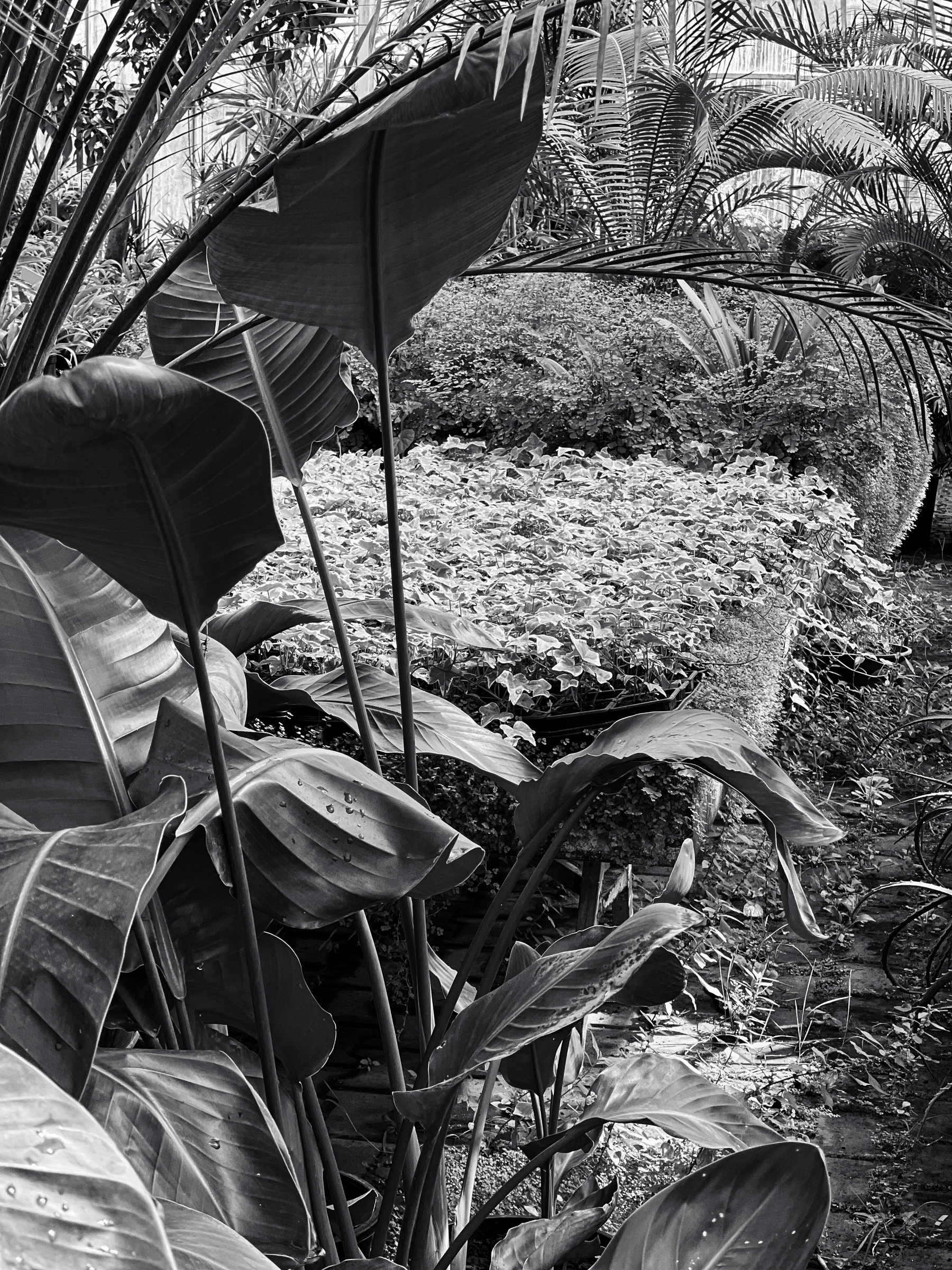 Black and white photo of plants. 