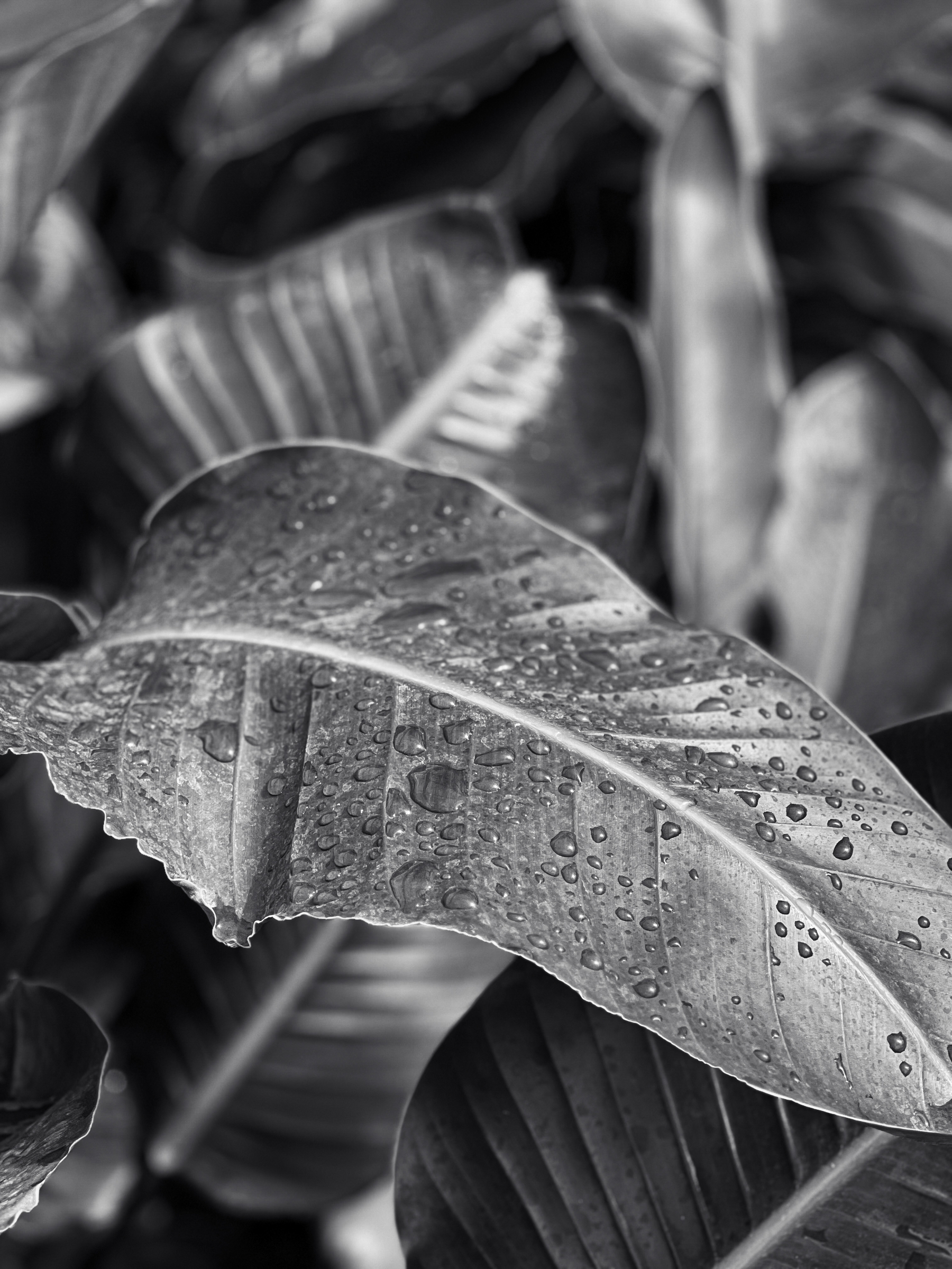 Black and white photo of a leaf with water drops. 
