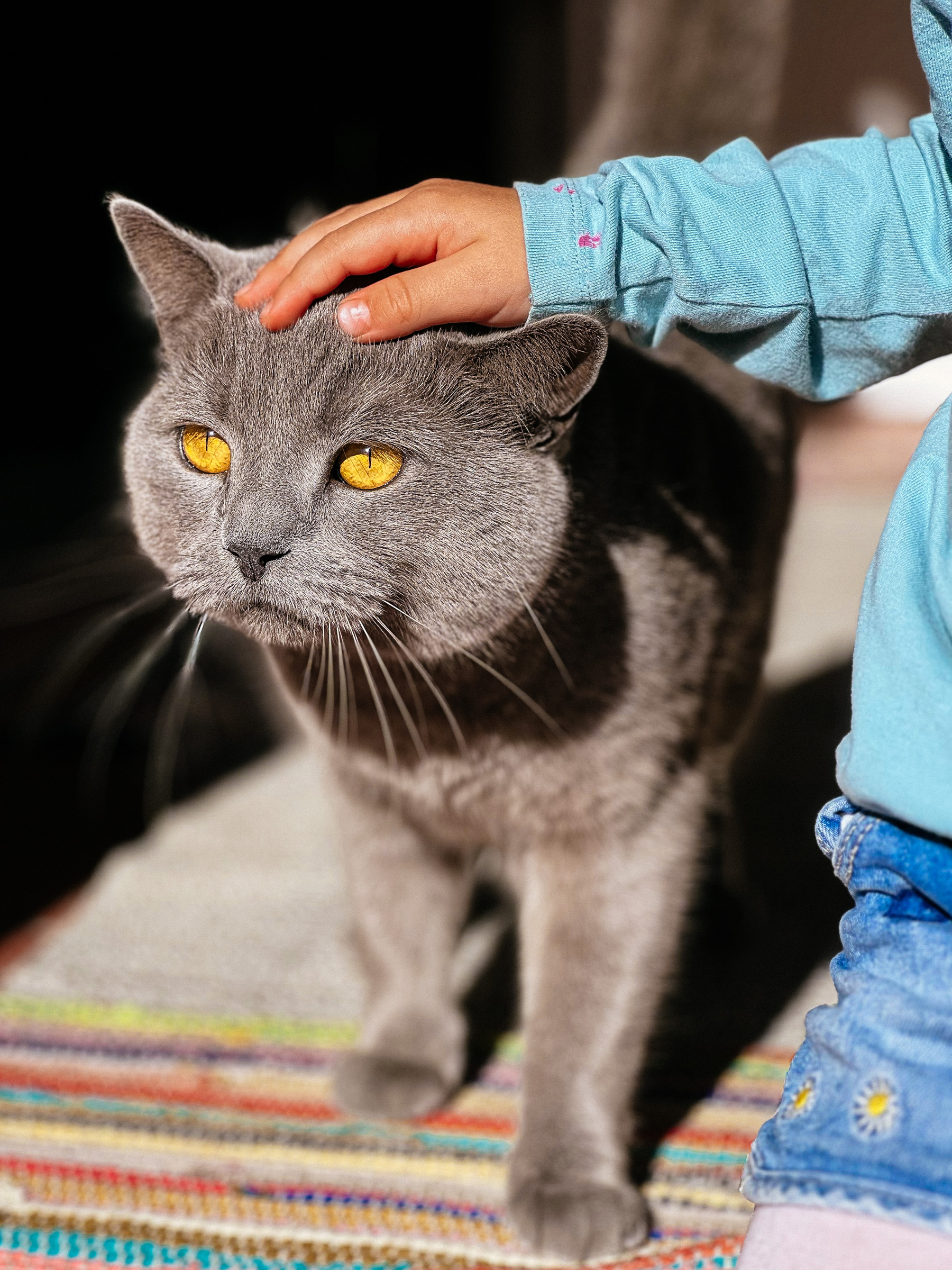 A big gray cat, being patted by a child. 