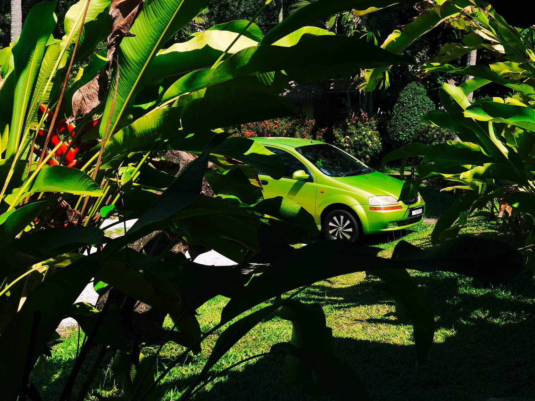 a green car in the middle of a forest.