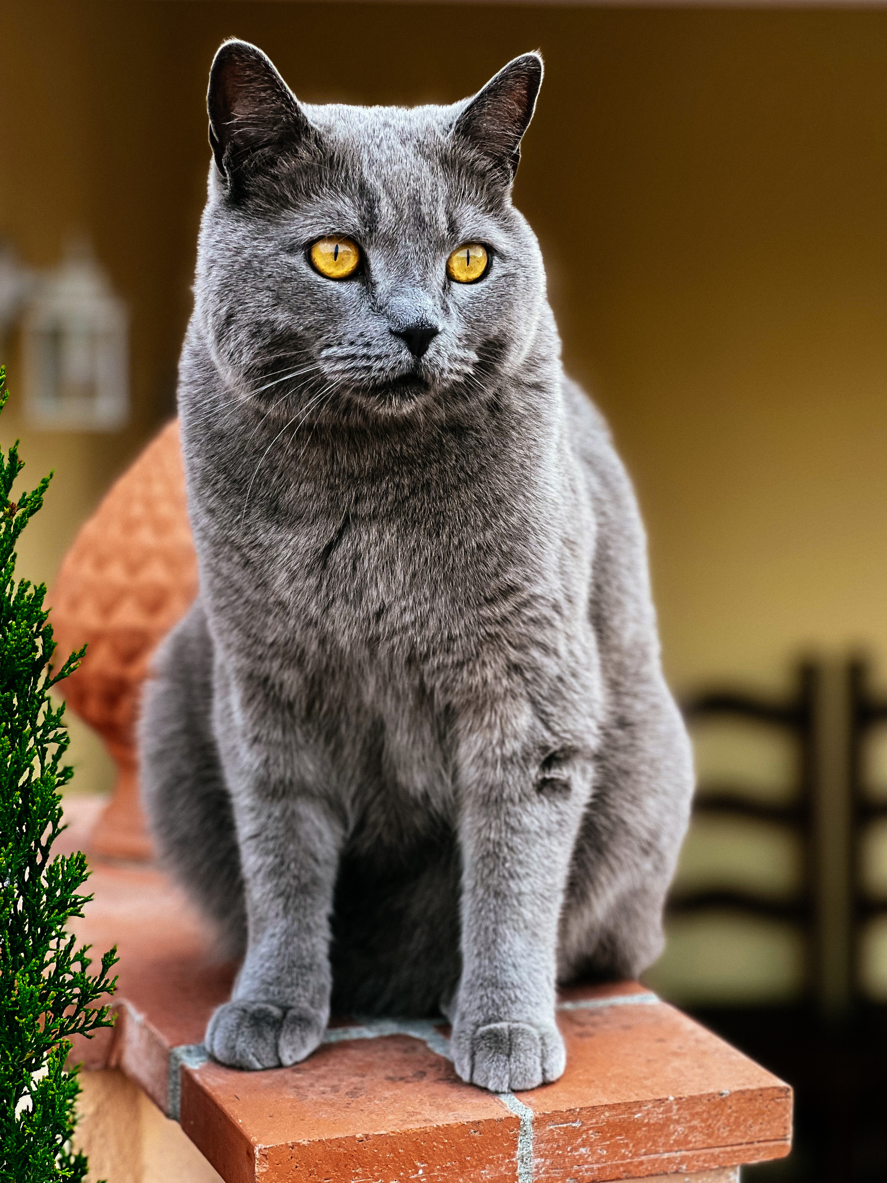 A grey cat. Beautiful. 